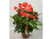 �������� ��������� ������