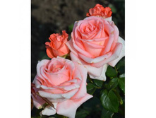 ������� 110� 1��.jpg