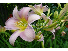 �������� "Catharine Woodberry"  196�
