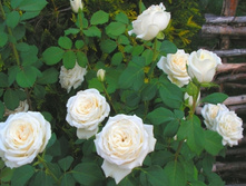 ��������� 110� 5��.jpg