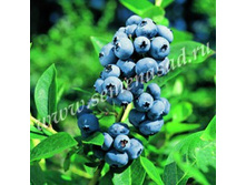 �������� ������.jpg