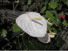 �������� ����� ����