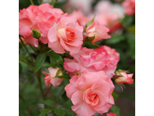 ��������� ��� 110� 2��.jpg