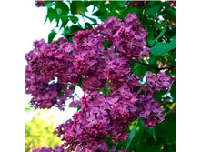 ������ �����, 245 ��� (�������� 2 ��).jpg