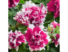 ��� ���� ��� ����. 50 �