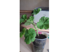 Australien Pink Rosebud