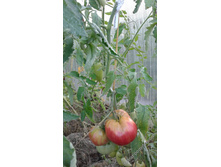 ������� ���.jpeg