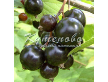 ��������� ������ "�����������" 208�