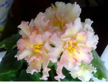 Sunkissed Rose