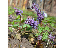 �������� �����