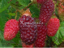 ��������� "��������" �1  280�