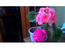 Santa Maria Centinial(ivi-������) � Bold Mimistrel