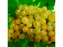 �����, ����� ������, ��������, 160��� (�������� 1 ��).jpg