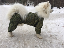 ������ ����.jpg