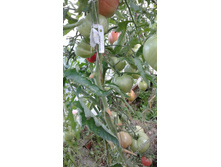 ������ �������.jpeg