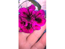 WP 20180405 16 47 01 Pro.jpg