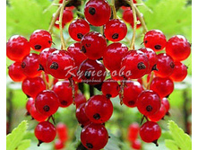 ��������� ������� "������ ��� ����"  235�