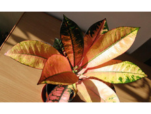 ������� У�����  ������ ������  ( Codiaeum Mrs. Iceton)- ������ �������� ....