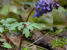 ������� �����