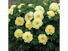 ���� ���������.jpg