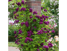 ��� �������� 180� 9��.JPEG