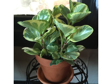 ��������� ����������� �����������- - 250 ���.