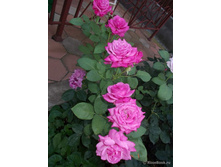 ��� ������ 110� 2��.jpg