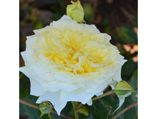 ����, ���������, ��������, 150 ��� (�������� 1��)