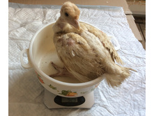 ������� ���������