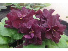 ��-������ ������.JPG