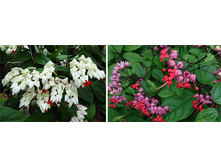 ������������ ����������(���� �����)