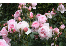 ����� ���� 180� 3��.JPEG