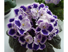 Rhapsodie Cora