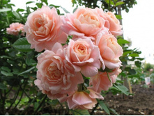 ����� 110� 20��.jpg