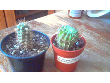 ������������� pflanzii � ������� mammilosa sub mammilosa