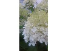 ����������� ��������� 150 ���.