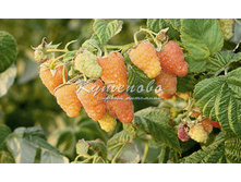 ������ ������������ "��������� ����"  161�