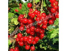 ��������� ������� ������.jpg