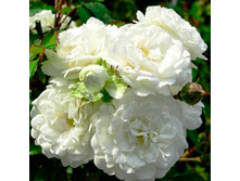 �����, ��������������, ��������, 150 ��� (�������� 1 ��).jpg