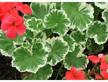 ��� ��������