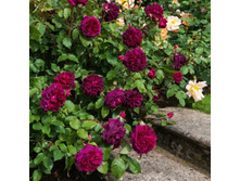 ������� ��� Munstead Wood