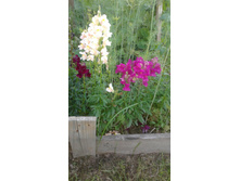 �������� ���