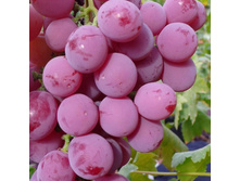 ������� �������, ����� ������, ��������, 160 ��� (�������� 1��).jpg