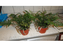 �������� �����������