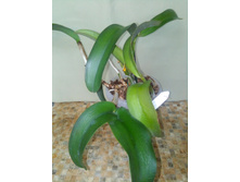 blc orange nugget � galaxy bell, 400�.