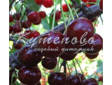 ���Σ��-���������� ������ (���) "�����" �4 577�