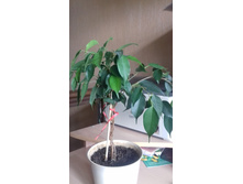 ����� ���������� ����������