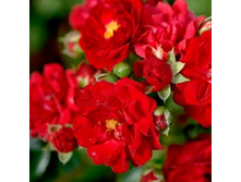 �������, ��������������, ��������, 150 ��� (�������� 1 ��).jpg