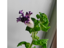  20180427 203520.JPG