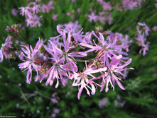 ������ ��������.